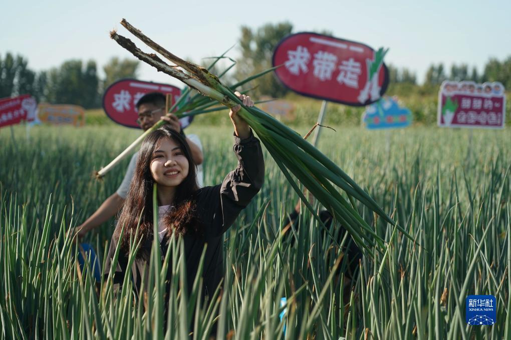 下载金彩网平台
